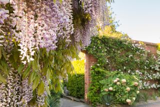small Japanese garden ideas: wisteria at RHS Garden Wisley