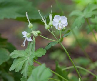 hardy geraniums White-ness flowering in shade