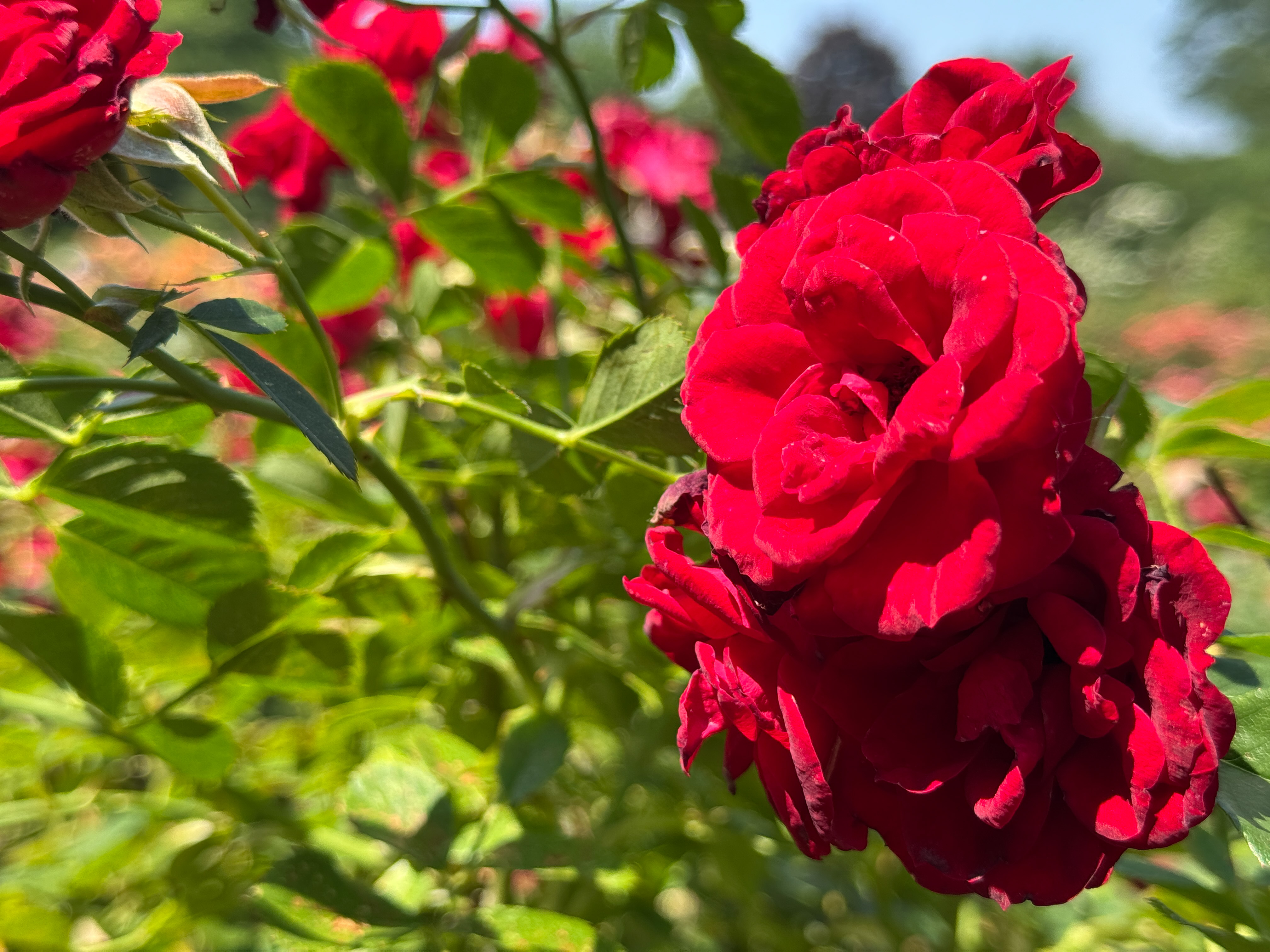 Red rose photographed with an iPhone 16 Pro Max
