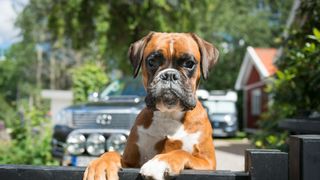 boxer dog looking over fence