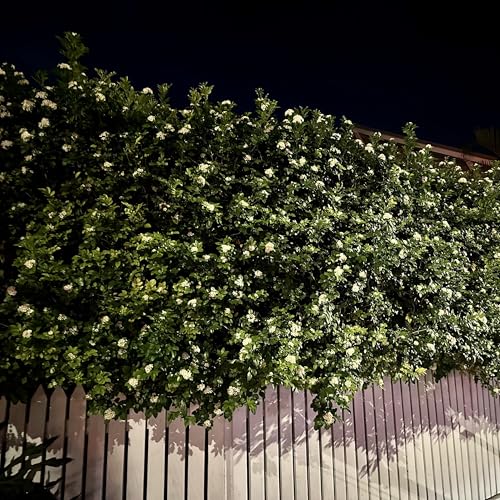Night Blooming Jasmine Live Plant - Cestrum Nocturnum. Fragrant Flowering Shrub for Garden, Patio or Window (4 Ngt.jas Cups)
