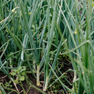 Spring onion plants growing in vegetable garden