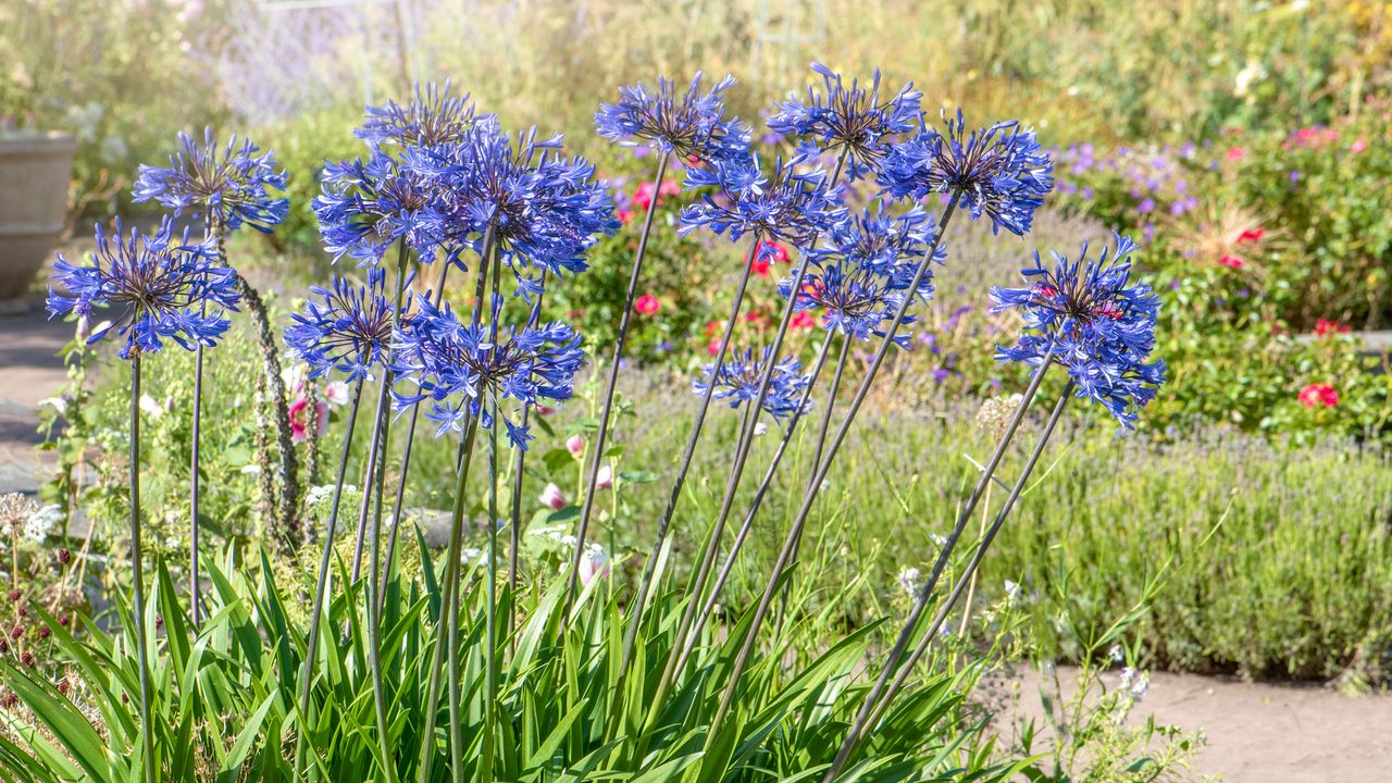 Agapanthus