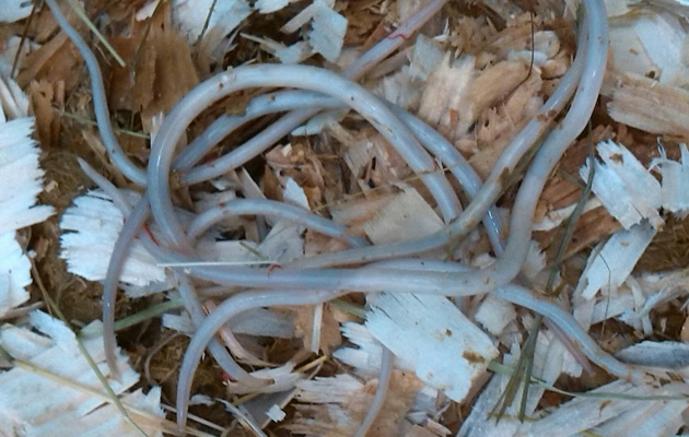Olaf's worms[2]