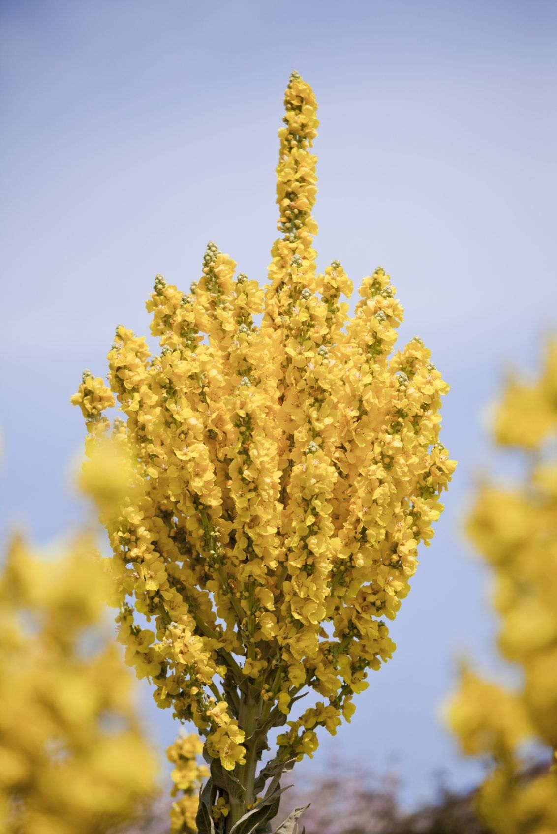 Greek Mullein Plant