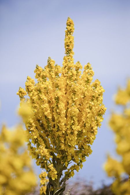 Greek Mullein Plant