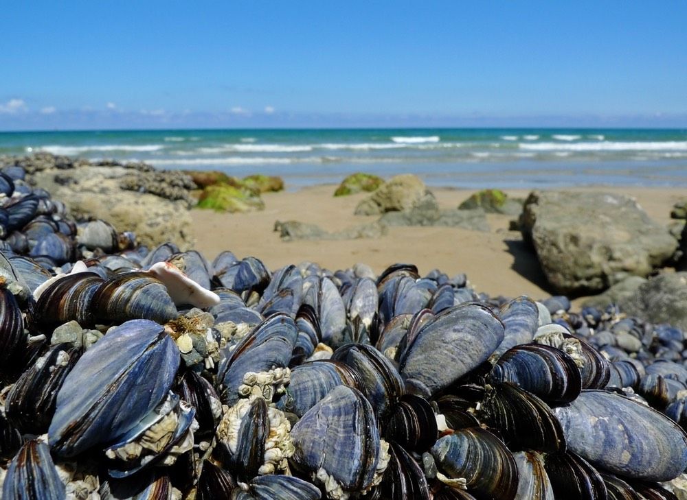 a cluster of muscles on the beach