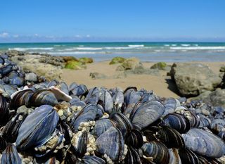 a cluster of muscles on the beach