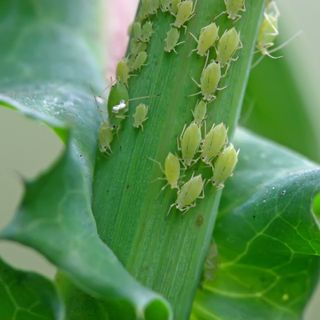 Close up of aphids on green plant stem