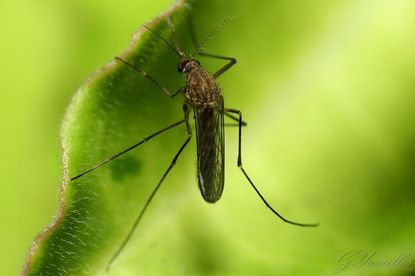 Insect On Leaf