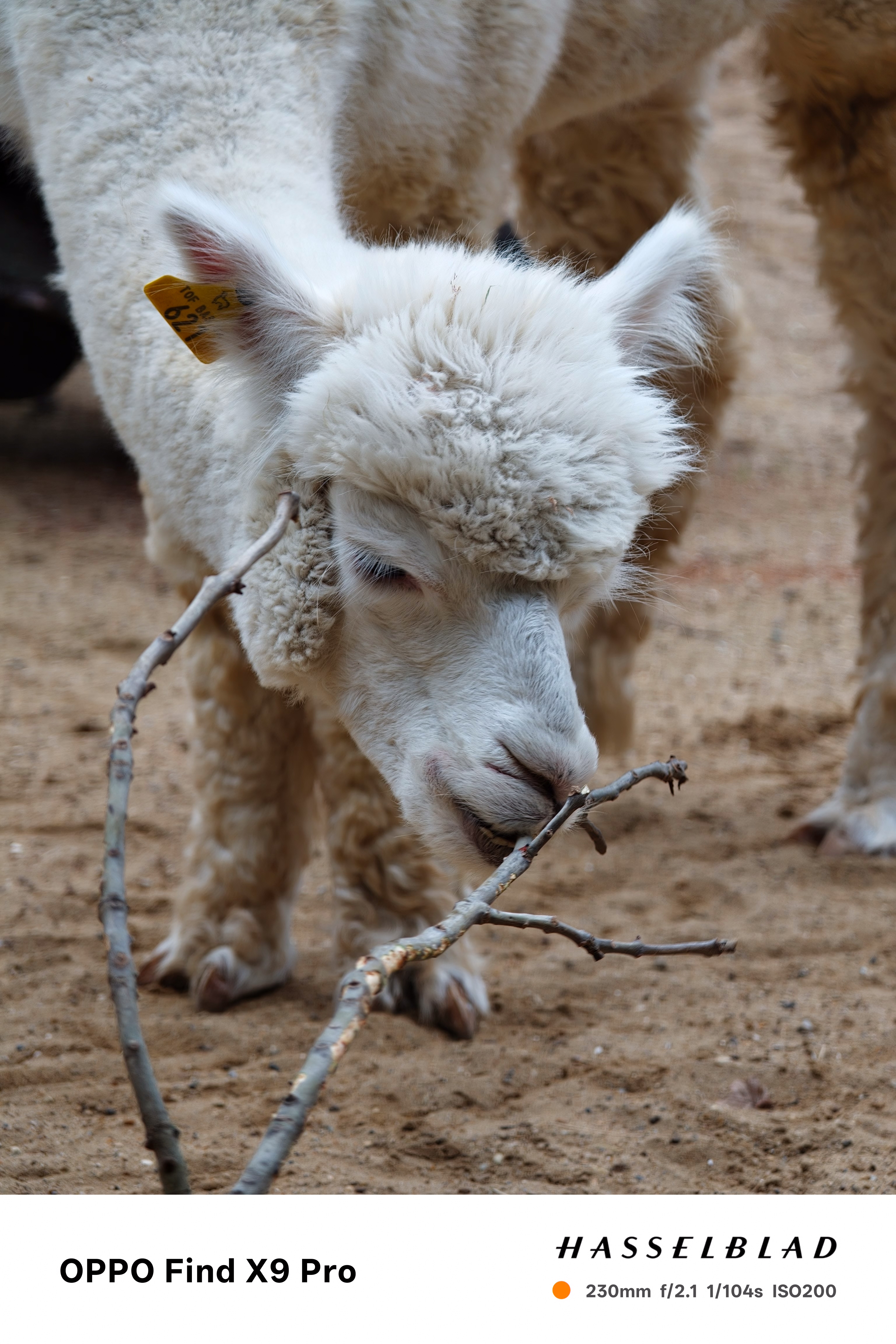 Close up of a llama taken on an Oppo Find X9 Pro