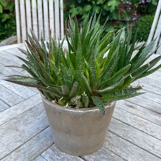 Aloe vera plant in grey pot