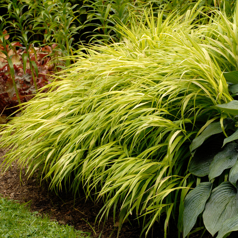 All Gold Japanese Forest Grass