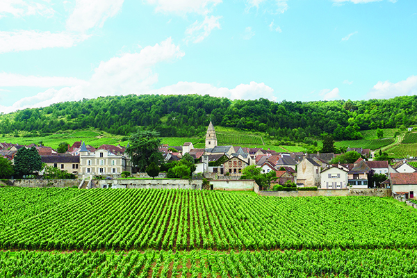 Looking-across-the-premier-cru-Le-Village-vineyard-to-the-village-of-St-Aubin.-Credit-Dick-Kenny-Shutterstock.jpg