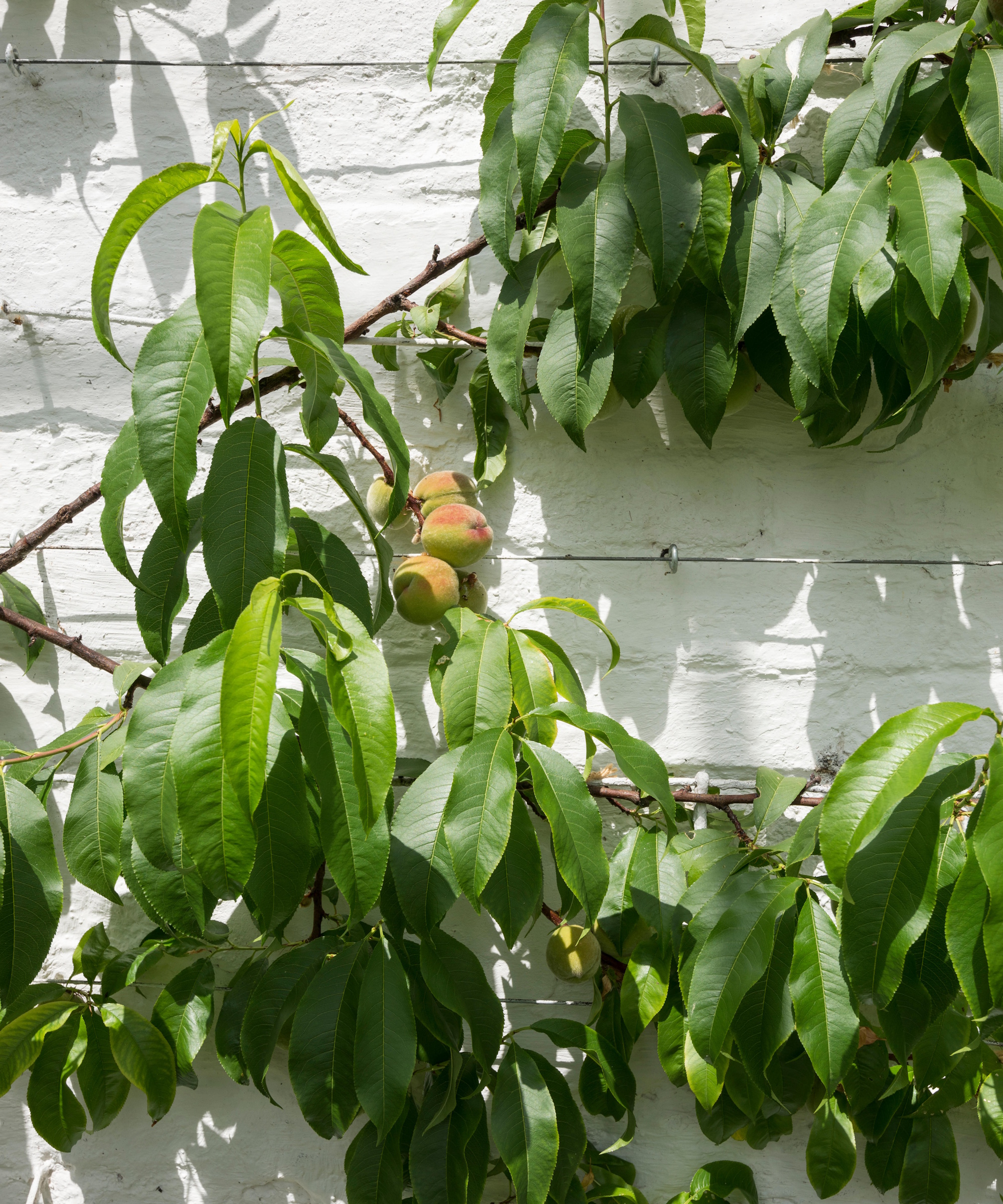 Peach tree growing in glasshouse