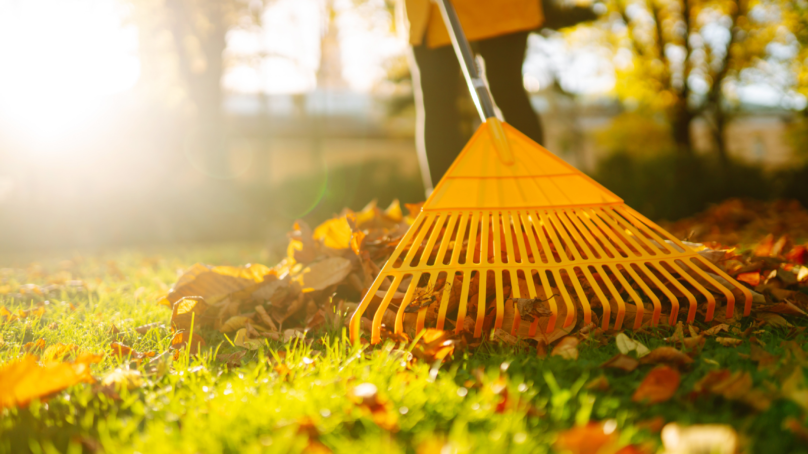 A rake raking autumn leaves on a lawn