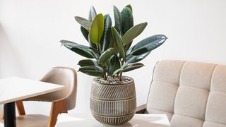 Rubber plant in container on a table