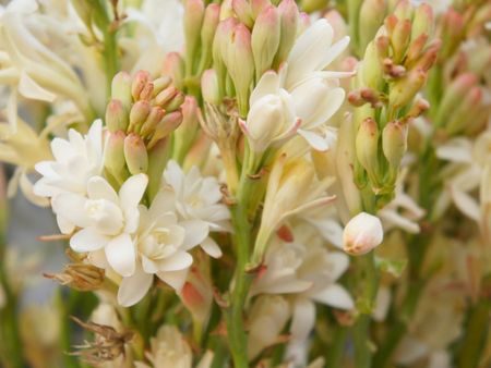 Tuberose Flowers