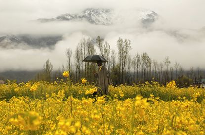 A Kashmiri man walks through a mustard field during a rainy day on the outskirts of Srinagar, Indian controlled Kashmir.
