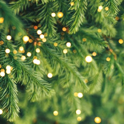 Christmas tree looking fluffy with lights and sparkles
