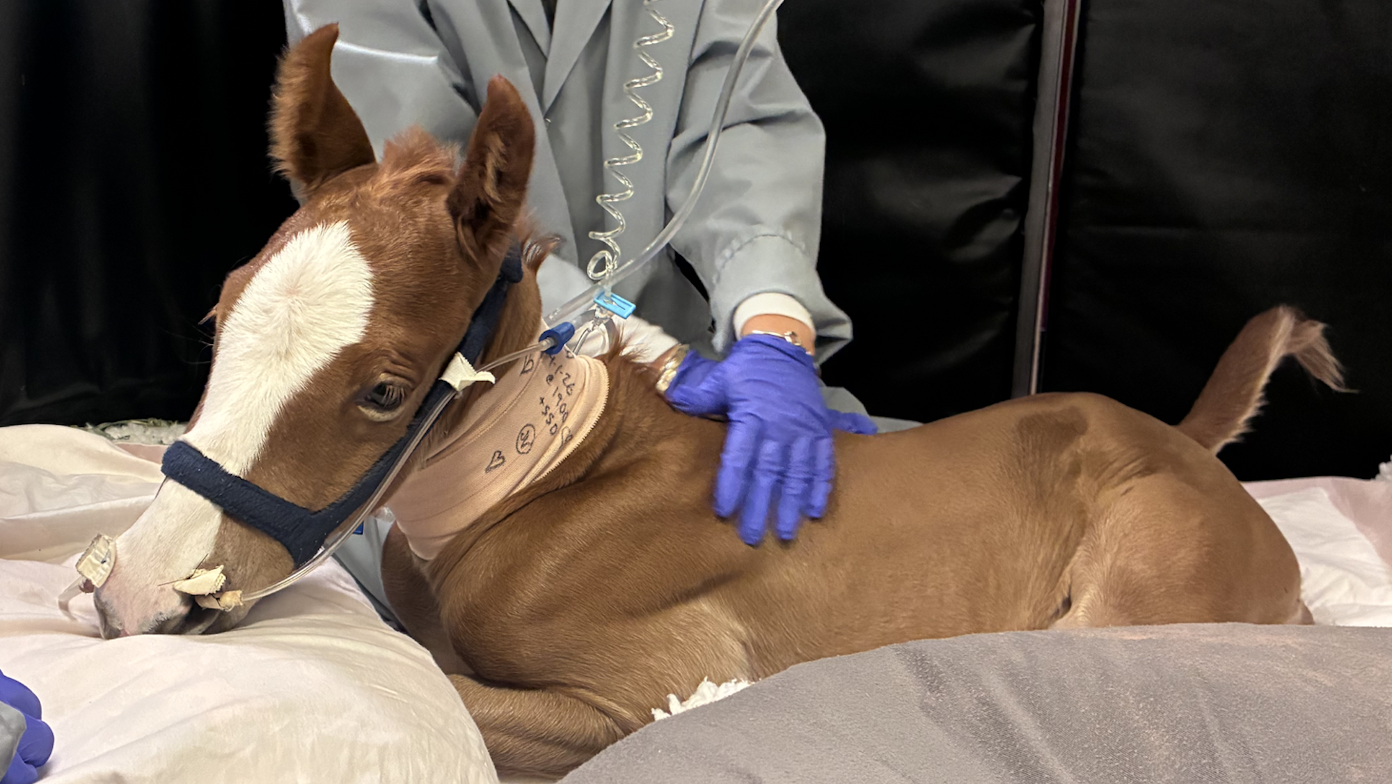 A newborn chestnut foal on a drip in hospital