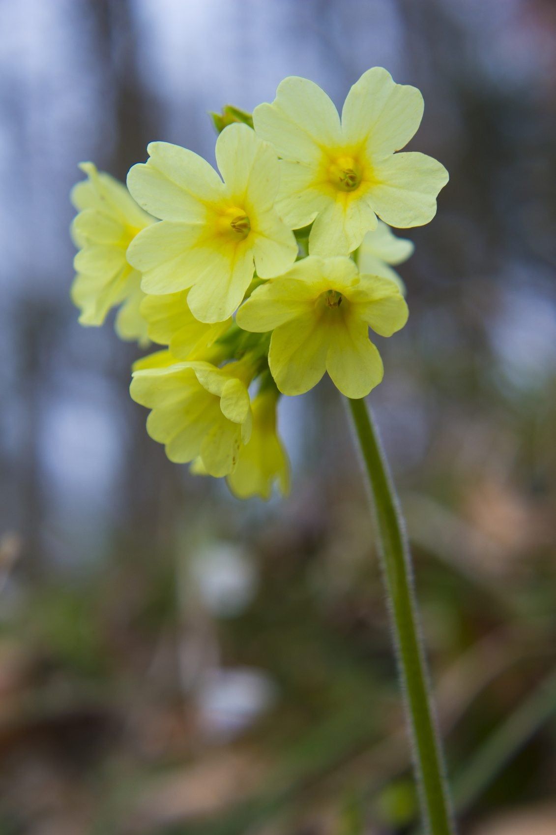 oxlip