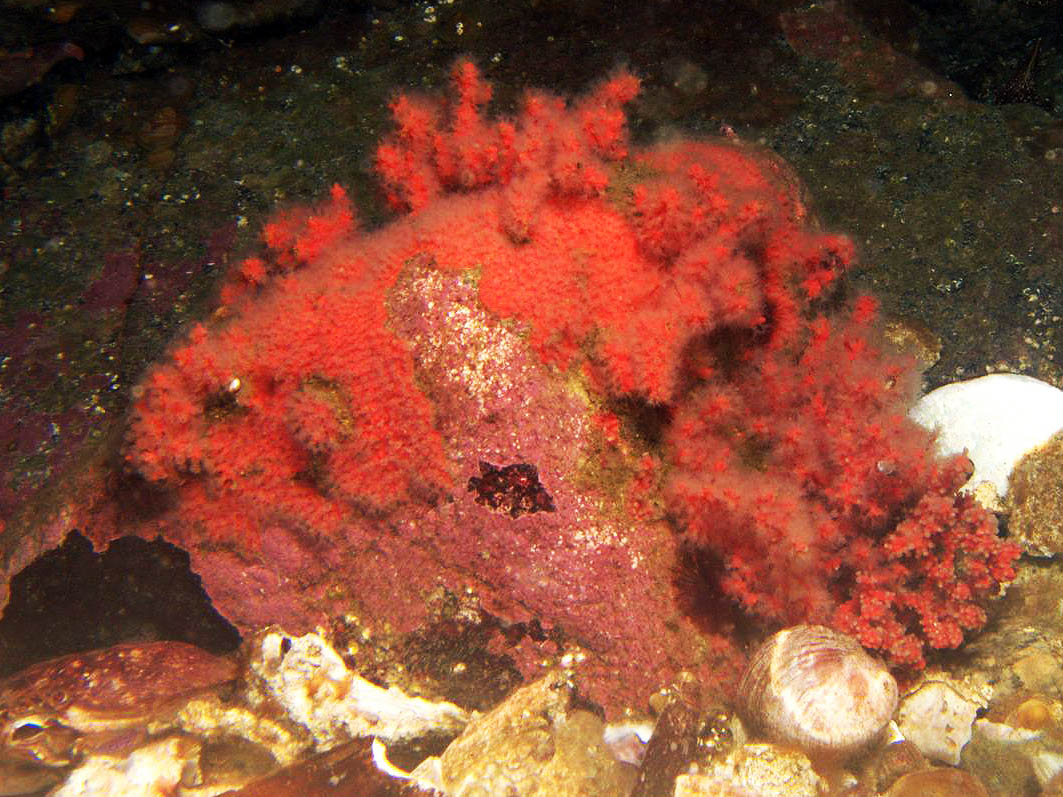 An image of coral species.