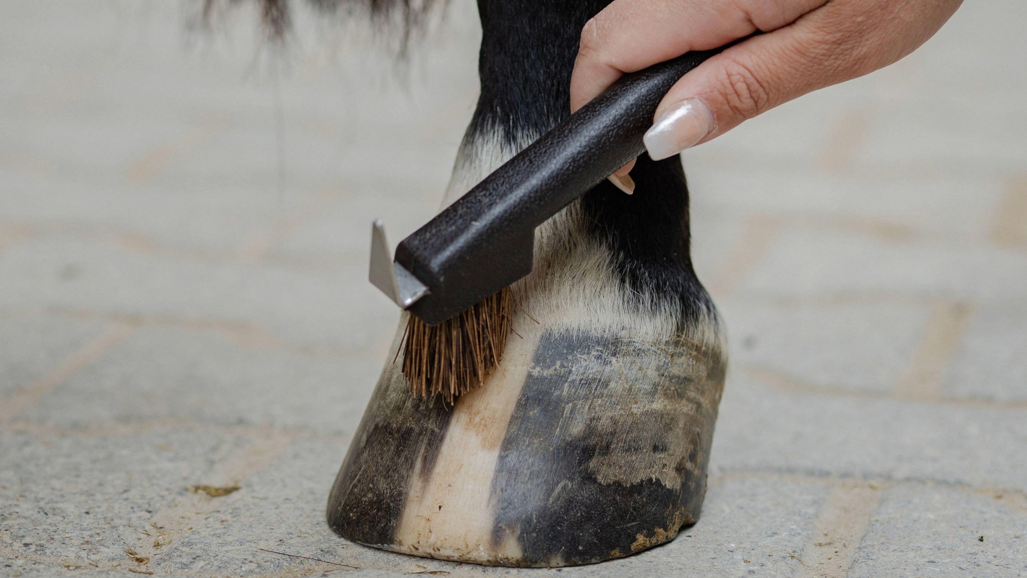 a striped barefoot hoof with a hand using a black hoof pick to scrub the wall