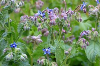 A blooming borage plant