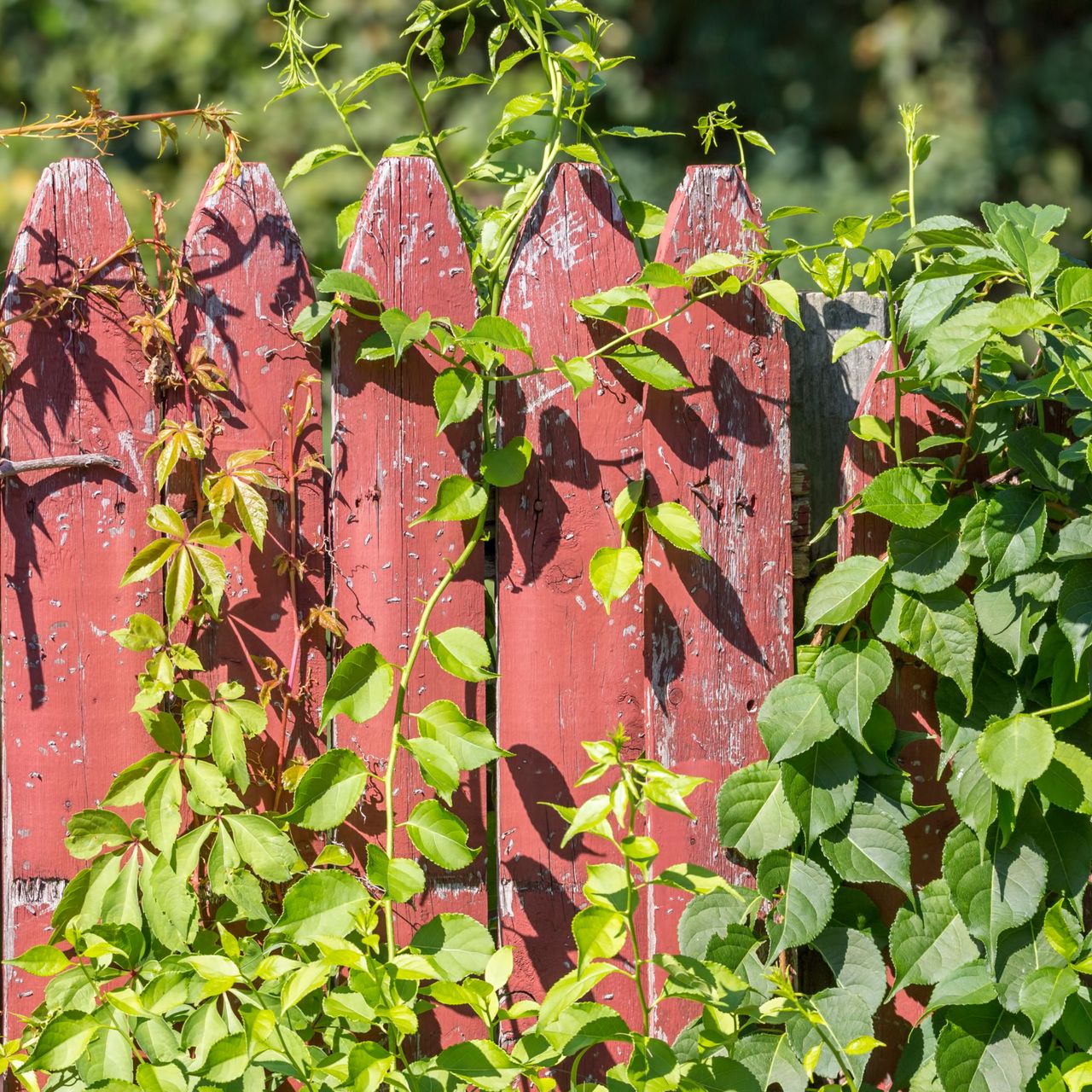 Weeds growing fence