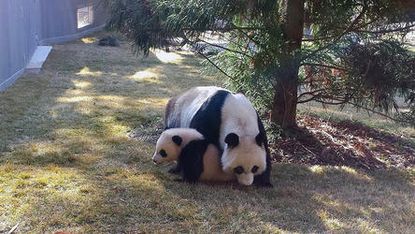 National Zoo panda cub Bao Bao explores the great outdoors for the first time