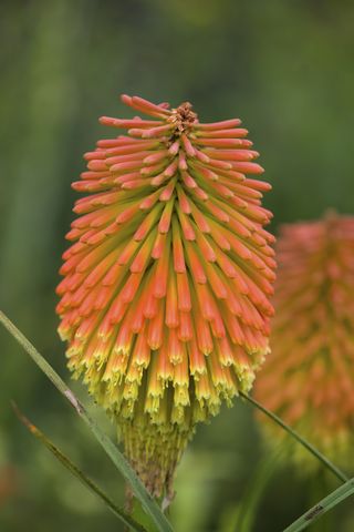 Kniphofia for a mediterranean garden