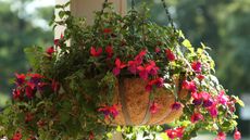 flowering fuchsia in hanging basket
