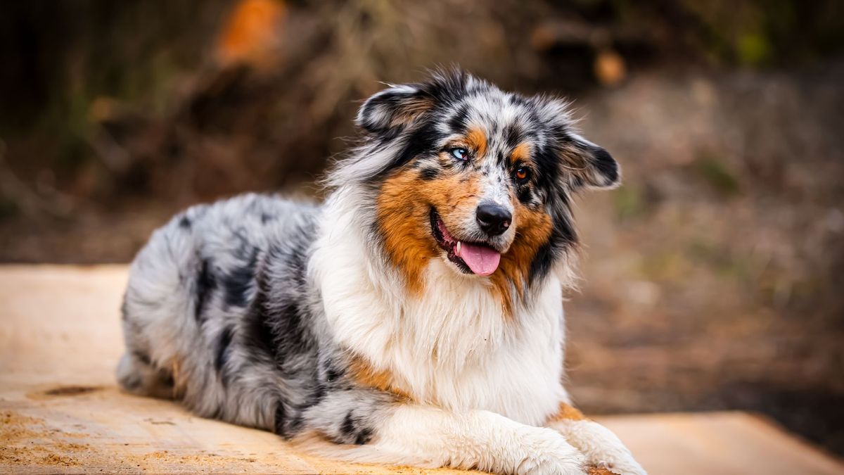 32 super cool dog breeds from the United States | PetsRadar