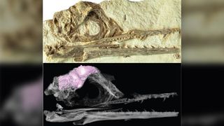 A photo (top) and digital brain reconstruction (bottom) of the Cretaceous bird Ichthyornis.