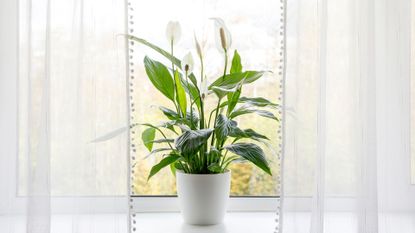 potted peace lily plant on windowsill with white netted curtain on either side with a bobble trim to support a guide on remedying a peace lily drooping