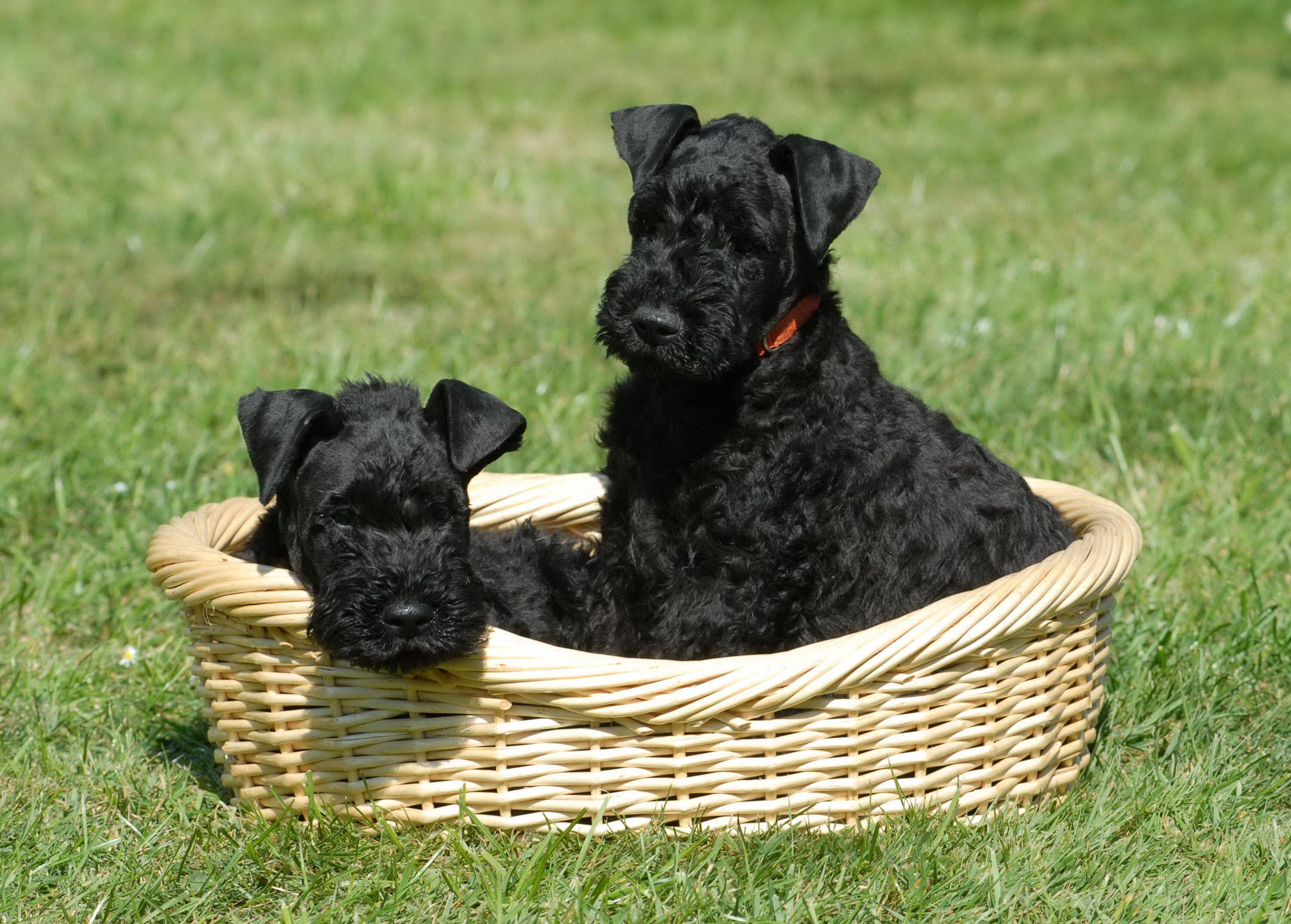 Born black, but not for long &amp;mdash; kerry blue terriers gradually transform, their coats turning the breed&amp;rsquo;s signature soft blue by about 18 months.