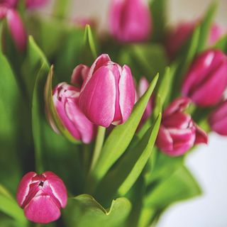 Pink tulips in bouquet