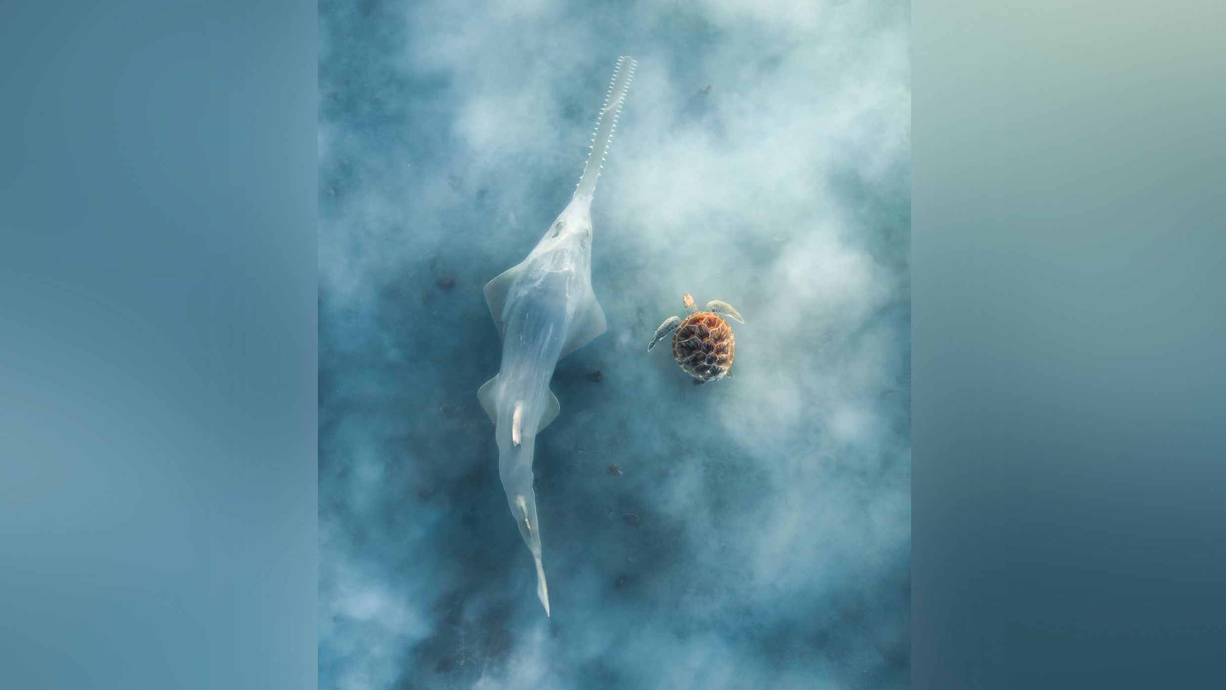 "People keep asking me if it's AI. That's not an insult though, because it just doesn't seem real": photographer captures threatened species that wins Australia's most ...