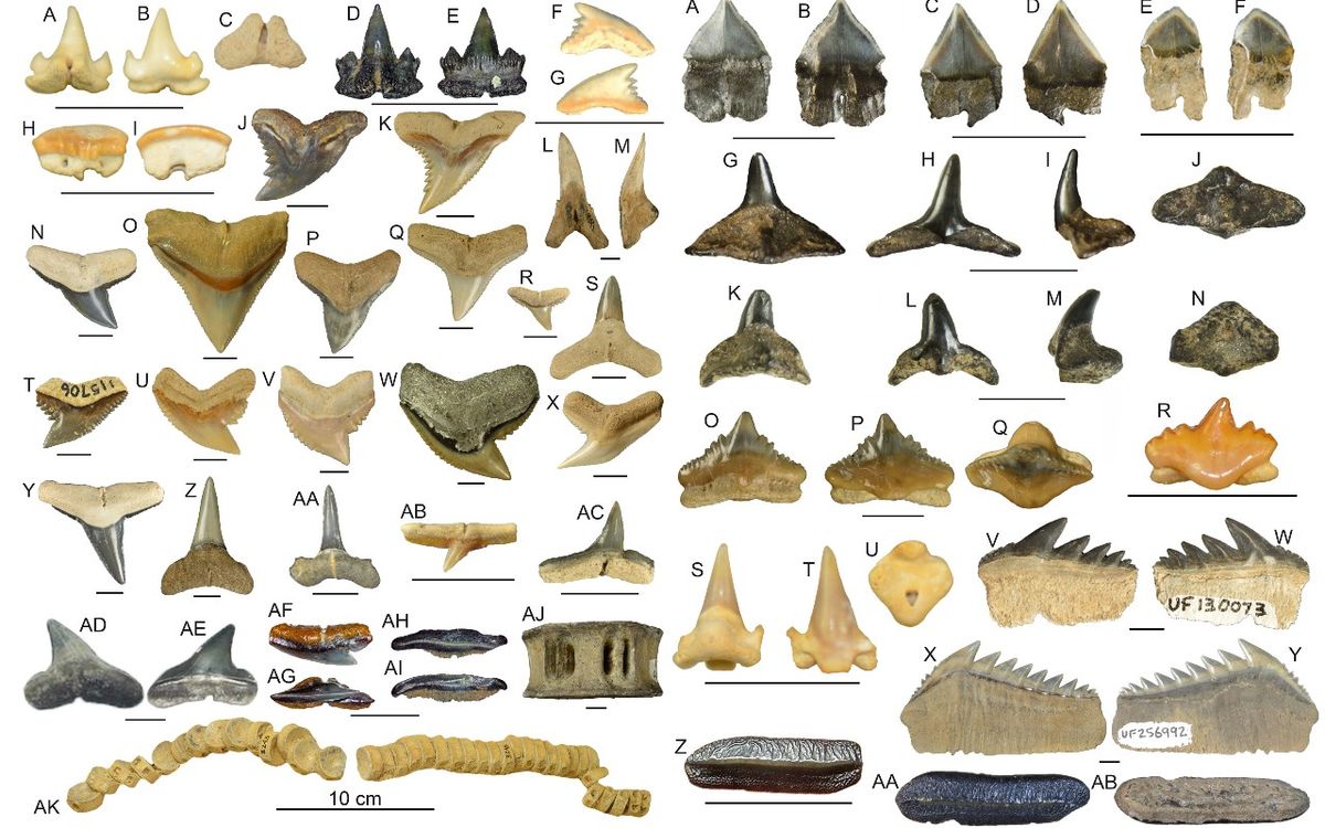15 Assorted Fossil Shark Teeth From Florida 