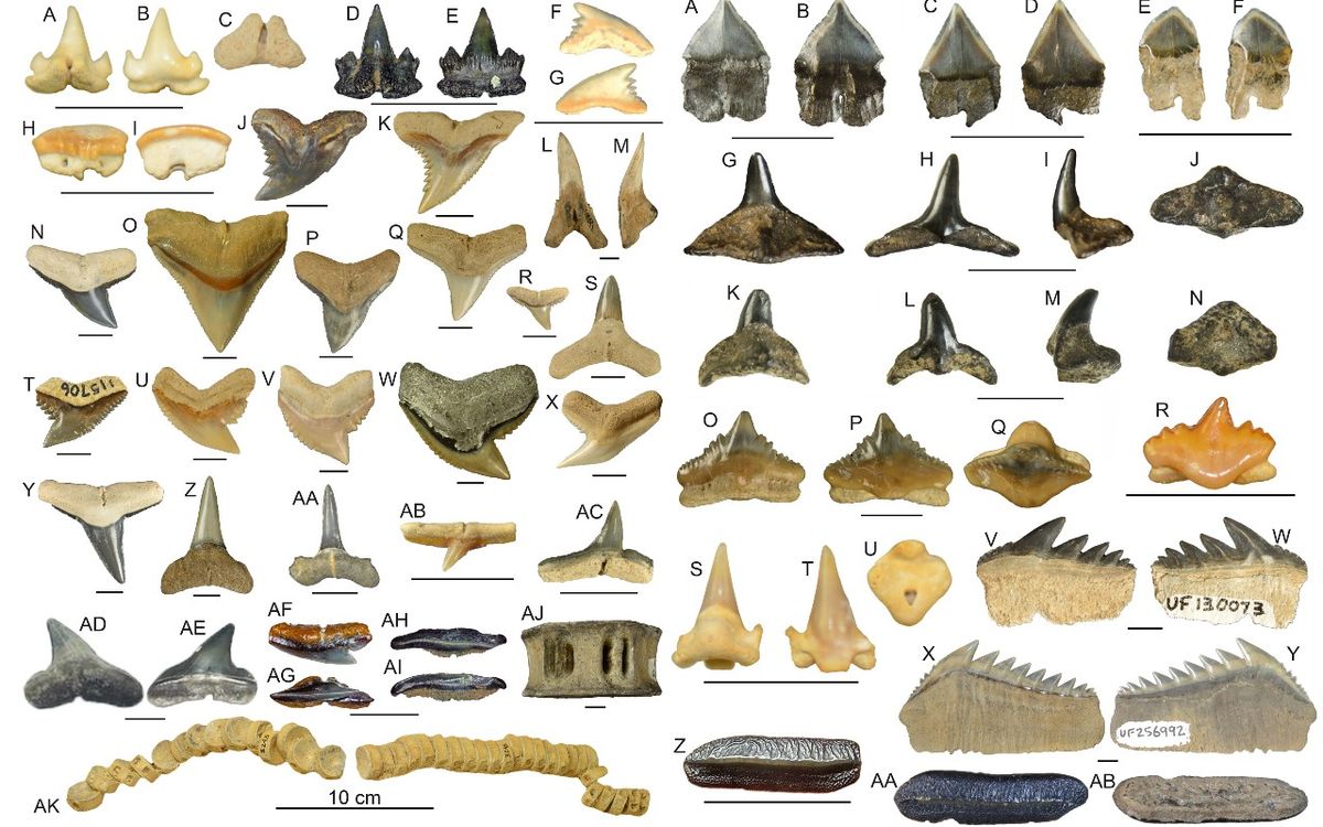 Top 75+ imagen fossil shark tooth