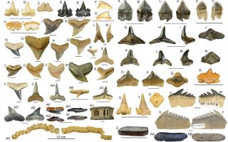 Calvert Marine Museum shark fossils