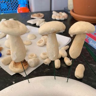 garden with white mushrooms