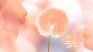 A peach dandelion on a peach and purple background
