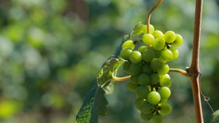 Verdejo wine grapes