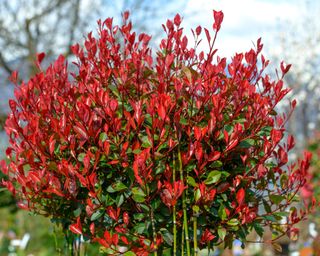 red leaves of Photinia ‘Red Robin’