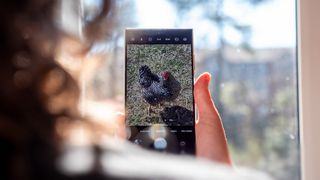 Zooming in to 10x on a Samsung Galaxy S24 Ultra to take a picture of a chicken