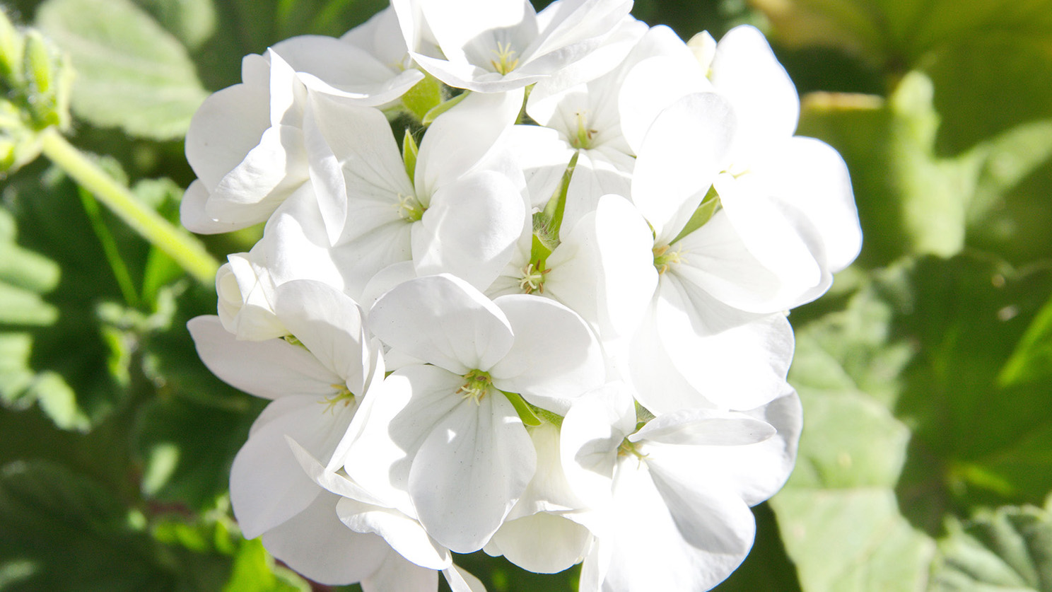 Pelargonium