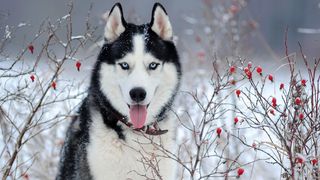 Husky best dog breeds for cold weather