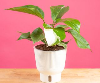 A variegated philodendron against a pink wall